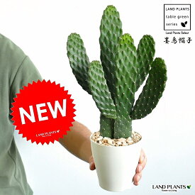 【お試し】 サボテン（墨烏帽子：スミエボシ） 2F 頭あり 白色 プラスチック鉢 4号 多肉植物・ウチワサボテン　カクタス・苗・苗木・敬老の日・ポイント消化・観葉植物