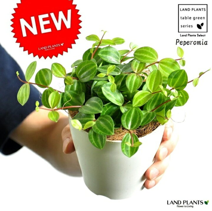 楽天市場 お試し ペペロミア アングラータ 白色プラスチック鉢 4号 多肉質の植物 Peperomiaサダソウ属 佐田草属 観葉植物 多肉植物 ぺぺ ペペロミアアングラータ アングラタ Land Plants 楽天市場店