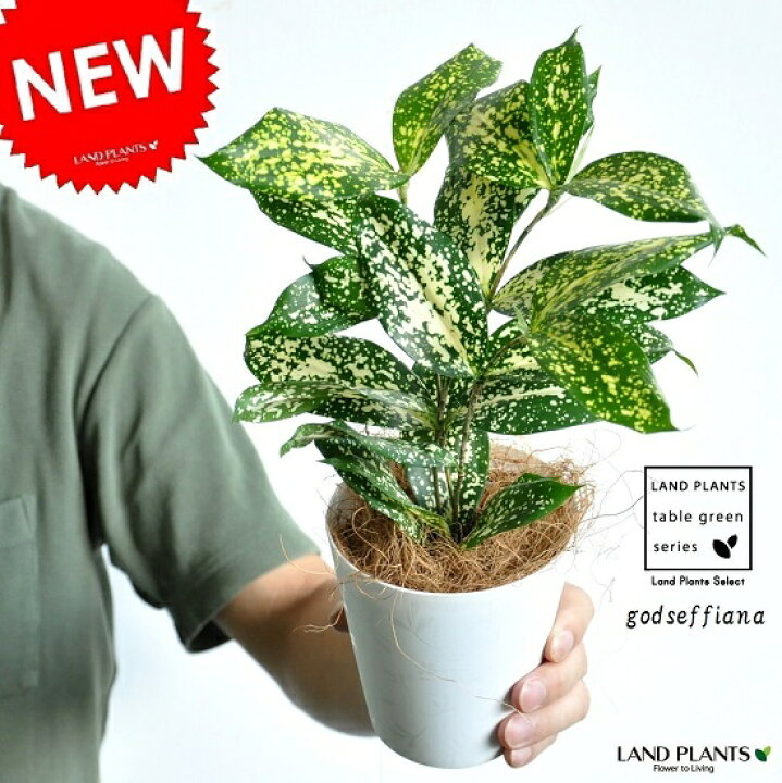 楽天市場 ドラセナ ゴッド 白色 プラスチック鉢 4号 ゴッドセフィアナ Dacaena Godseffiana 苗 苗木 敬老の日 ポイント消化 観葉植物 Land Plants 楽天市場店