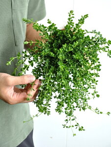 yz yy~Aifs[ij F vX`bN 4yRRt@Co[z ̐A Peperomia T_\E c@ϗtA A  c cؔ zCg  Eh 