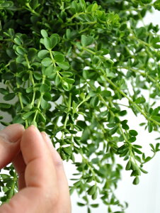 yz yy~Aifs[ij F vX`bN 4 yRRt@Co[z ̐A Peperomia T_\E c@ϗtA A  c cؔ zCg  Eh 