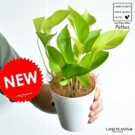 楽天市場 ライム ポトス 観葉植物 花 観葉植物 花 ガーデン Diyの通販