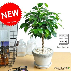 ベンジャミン(トピアリー仕立て) 石模様 セメント製 陶器鉢 Mサイズ 【黄色小石・受皿・育て方】キングハロ キングハロー トピアリー スタンダード仕立て ボール ゴム ゴムの木 フィカス