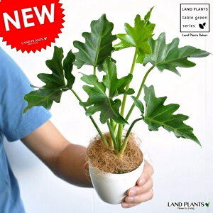 Z[ F vX`bN 3.5 qgfJY tBfh@TgC@ϗtAE|CgEcEc