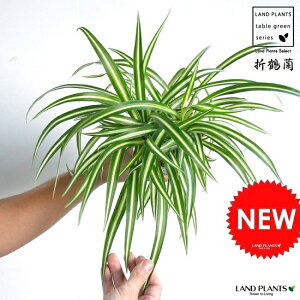 観葉植物 オリヅルランの人気商品 通販 価格比較 価格 Com