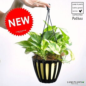 ポトス（斑入り） 5号 黒色 吊り鉢 ハブカズラ・Pothos・ツル性の植物・吊り鉢　ポイント消化・観葉植物