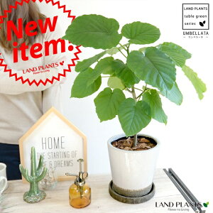 ウンベラータ ラフストーン陶器鉢 ホワイト【バークチップ・受皿・育て方】 5号・6号