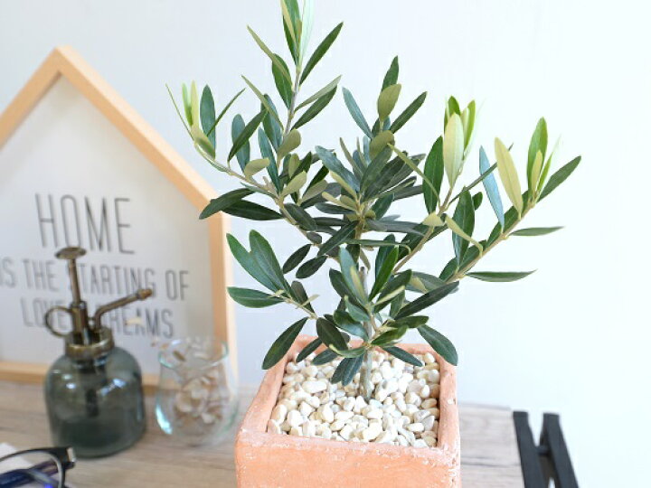 楽天市場 オリーブ オレンジテラコッタ風 キューブ型 陶器鉢 黄色小石 受皿 育て方 植木鉢 オリーブの木 苗 苗木 鉢 植木 観葉植物 庭木 挙式用 結婚式 茶 橙 スクエア 四角 正方形 Land Plants 楽天市場店