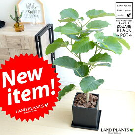 ウンベラータ　黒色　キューブ陶器　8号　Lサイズ　大型【観葉植物】　ブラック・陶器鉢・植木鉢・四角・スクエア