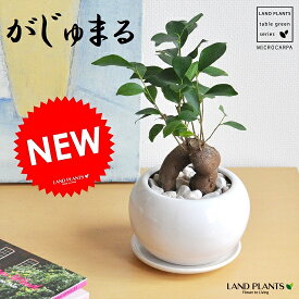 幸福をもたらす 精霊が住む木 ガジュマル 白色 丸型 陶器鉢 【ぺブル・受皿】 多幸の樹 精霊が宿る木 ガジュマル 鉢 鉢植え 植木鉢 陶器 焼物 苗 苗木 丸型 丸 ボール 観葉植物 観葉 小型