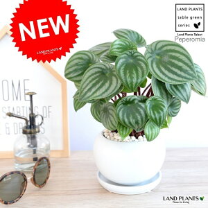 yy~A iTfV[j F ی^ 픫yF΁EMEĕz XCJyy~A AMCA XCJ؂ yy XCJ ̐A A   zCg c c ϗtA