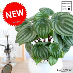 XCJyy iTfV[j F ی^ 픫yF΁EMEĕz XCJyy~A yy~A AMCA XCJ؂ yy XCJ ̐A A   zCg c 