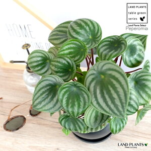 XCJyy iTfV[j F  픫yF΁EMEĕz XCJyy~A yy~A AMCA XCJ؂ yy XCJ ̐A A   ubN c 