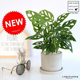 マドカズラ セメント製 シリンダー型 陶器鉢 1鉢 【黄色小石・受皿】 丸鉢 鉢植え 陶器 グレー 灰色 コンクリ コンクリート 　モンステラ フリードリヒスターリー ホウライショウ 観葉植物 マドカヅラ 窓葛 送料無料