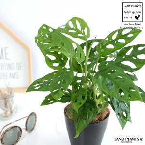 観葉植物 ココヤシの人気商品 通販 価格比較 価格 Com