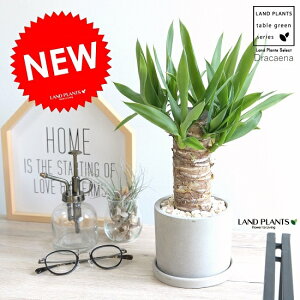 hZi bJ (N̖) Zg V_[ 픫 yVRӐ΁EMEĕz E[c hZibJ bJ  ی` A c c RN[g RN|bg DF 