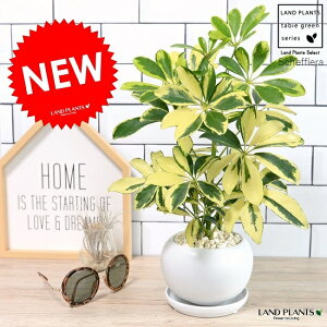 VFtiFoGK[^j F ی^ 픫 yF΁EMz zR J|bN htJmL ӂ  ی` ۔ A c c  zCg ϗtA