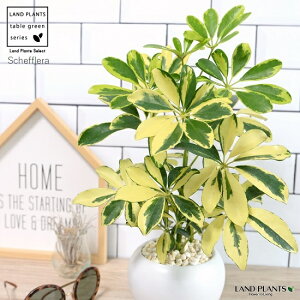 VFtiFoGK[^j F ی^ 픫 yF΁EMz zR J|bN htJmL ӂ  ی` ۔ A c c  zCg ϗtA