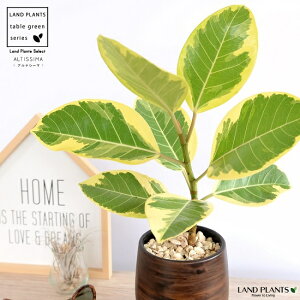 tBJXEAeBV} Ebh yCg 픫 STCY yVRӐ΁EMz AeV[} oGK[^  Ft  A  F uE ؖ