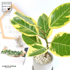 tBJXEAeBV} Zg V_[^ 픫 AeV[} oGK[^  Ft  A ی` RN|bg D DF O[ ˂