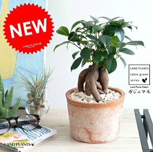 ガジュマル 苗の人気商品 通販 価格比較 価格 Com