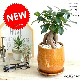 楽天市場 ガジュマルの通販