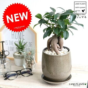 KW}i^Cvj x[W  Eh^ 픫 iF΁EMEĕjK炷 K̎  ܂̖ A  D  F c c  ϗtA 