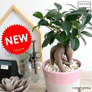 桃 鉢植え 観葉植物の人気商品 通販 価格比較 価格 Com