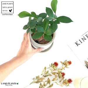 KW} iSTCYj Zg V_[ 픫 K炷 K̎  ܂̖ lQA  c c D O[ RN[g ϗtA