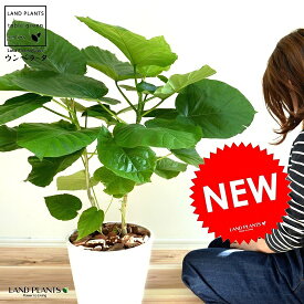 楽天市場 ハート型 観葉植物 花 観葉植物 花 ガーデン Diyの通販