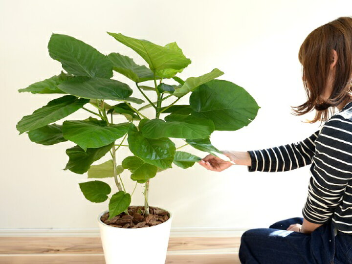 楽天市場 ウンベラータ 株立ち 8号 セラアート 白色 鉢植え ゴム ゴムノキ ゴムの木 ハート型 白 ホワイト 丸 観葉植物 Land Plants 楽天市場店