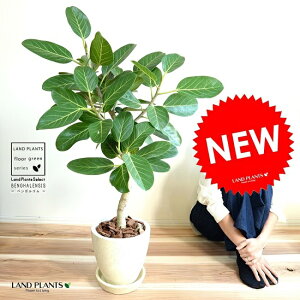 xKVXiR`j GbO^ Eh 픫 iN[FjA ^ xKS S S̖ K{_CW  zCg  ϗtA ۂt banyan oW