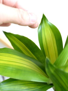 K̎ hZii}bTj F ی^^ 픫 yF΁EMz}bTQAi }bTMAi E[c EPcWA   ֖ c c  zCg ϗtA 