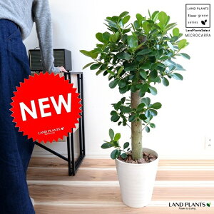 KW} ipdāj F ZA[g ̑ K炷 삪Zޖ ^  A    zCg ϗtA }[V