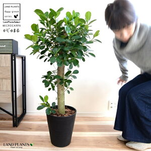 KW} ipdāj F ZA[g ̑ K炷 삪Zޖ ^  A    ubN ϗtA }[V