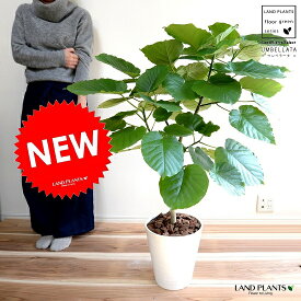【特選】 ウンベラータ （自然樹形）　8号 白色 セラアート鉢 鉢植え 大型 観葉植物 【ギフト配送可】8号鉢 送料無料