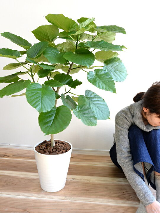楽天市場 ウンベラータ 8号 白色 セラアート鉢 自然樹形 鉢植え 大型 観葉植物 ギフト配送可 8号鉢 送料無料 割れない Land Plants 楽天市場店