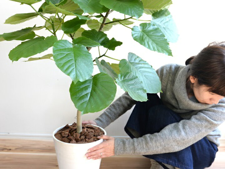 楽天市場 ウンベラータ 8号 白色 セラアート鉢 自然樹形 鉢植え 大型 観葉植物 ギフト配送可 8号鉢 送料無料 割れない Land Plants 楽天市場店