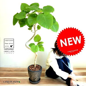 Ex[^i3DJ[uȂj F GbO^ Eh 픫 y΁EMEĕz ϗt ϗtA ^ A  c c A A  ubN  Eh  f fĔ e