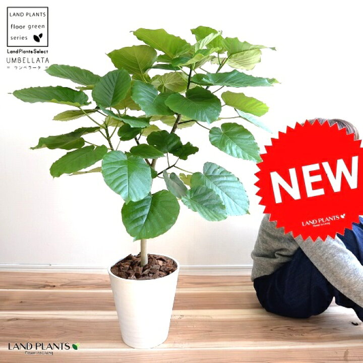 楽天市場 ウンベラータ 8号 白色 セラアート鉢 自然樹形 鉢植え 大型 観葉植物 ギフト配送可 8号鉢 送料無料 割れない Land Plants 楽天市場店