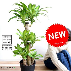 K̖ hZi i}bTF4{dāj 8 F ZA[g yo[N`bvEMz hZi}bT }bTQAi MAi A    ubN ϗtA K̎ 