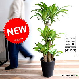 楽天市場 ドラゴン 観葉植物 花 観葉植物 花 ガーデン Diyの通販