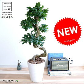 ガジュマル （曲がり盆栽） 白色 セラアート鉢 8号 鉢植え がじゅまる 大型 昇り竜 鉢 白 ホワイト 丸 観葉植物 送料無料 bonsai