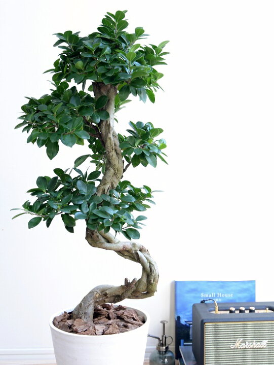楽天市場 ガジュマル 曲がり盆栽 白色 セラアート鉢 8号 鉢植え がじゅまる 大型 昇り竜 鉢 白 ホワイト 丸 観葉植物 送料無料 Bonsai Land Plants 楽天市場店