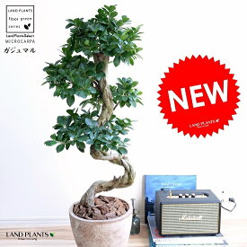 ガジュマル （曲がり盆栽） 茶色 エッグラウンド 陶器鉢 鉢植え 陶器 がじゅまる 大型 昇り竜 鉢 茶 ブラウン ベージュ 砂色 丸 観葉植物 送料無料 bonsai