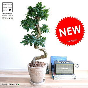 観葉植物 昇り竜」の人気商品一覧 | 安い商品を通販サイトから探す 