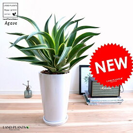 楽天市場 観葉植物 大型 種類 植物 アロエ 観葉植物 花 観葉植物 花 ガーデン Diyの通販