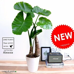 NYCioj 8 ZA[g (F) A AJVA Ih A[JVA  c c  zCg ϗtA  gg C P t