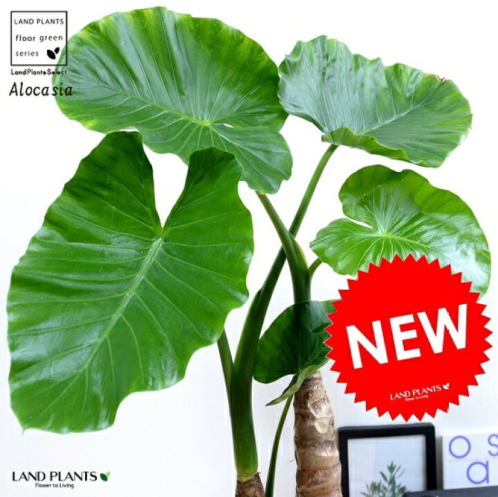 楽天市場 クワズイモ 出世芋 8号 セラアート鉢 黒色 鉢植え アロカシア オドラ アローカシア 鉢 苗 苗木 黒 ブラック 観葉植物 送料無料 トトロ メイ 傘 葉っぱ Land Plants 楽天市場店