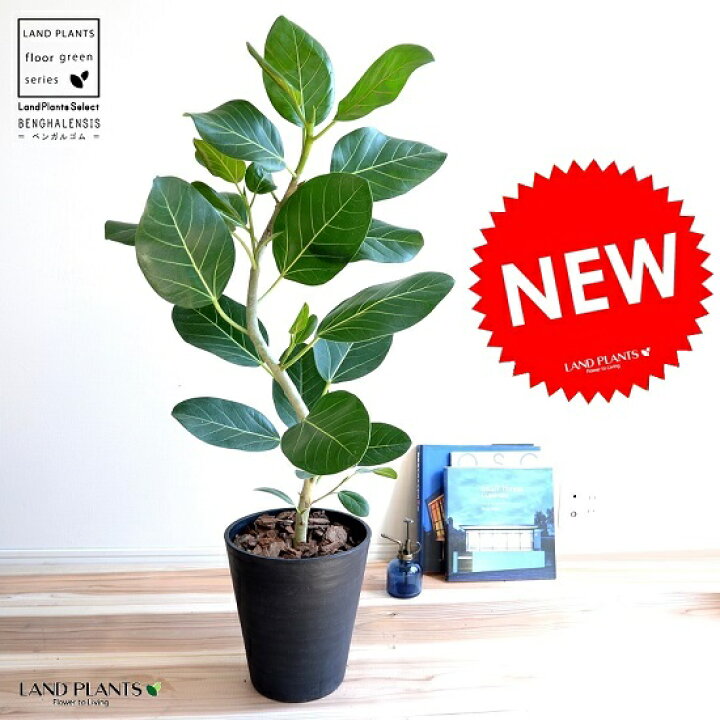 楽天市場 ベンガルゴム 緩やかカーブ 2d曲がり 黒色 セラアート鉢 8号 バークチップ 受皿 育て方 大型 観葉 観葉植物 ベンガレンシス ベンガルボダイジュ ゴムノキ ゴムの木 ゴム ３大人気フィカス 鉢植え 鉢 プラ鉢 茶 黒 ブラック Land Plants 楽天市場店